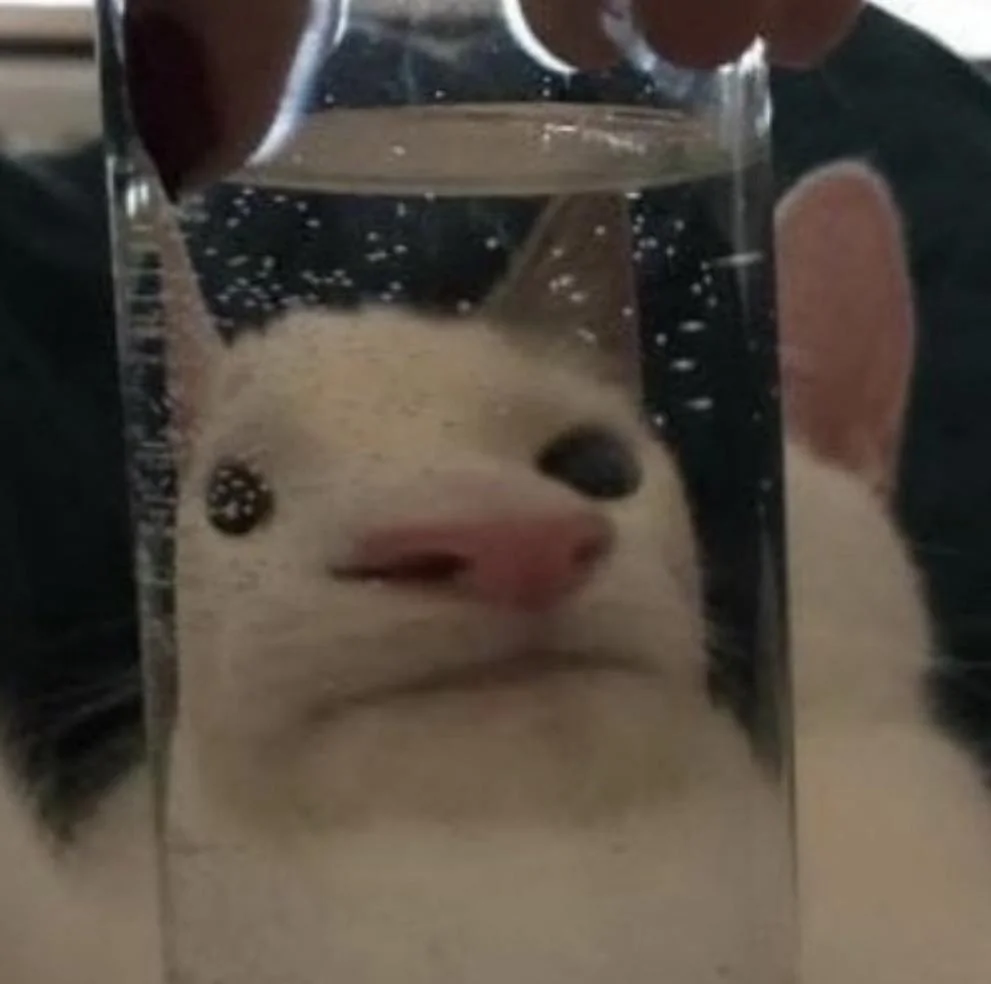 Catsimodo