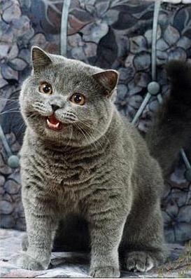 I Can Haz Cheezburger