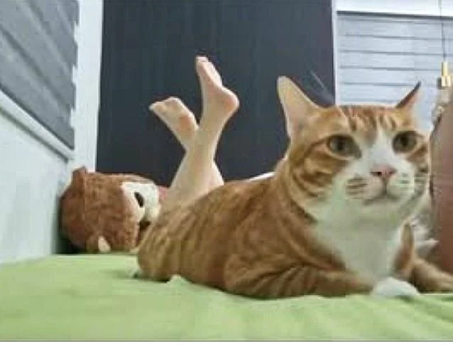 A Comfort Cat