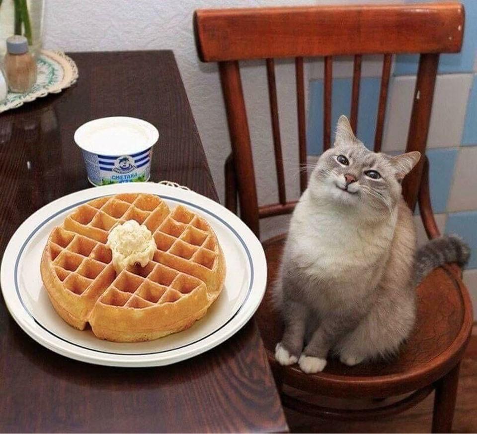 Waffle Cat