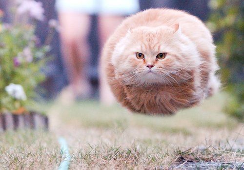 Hovering Cat