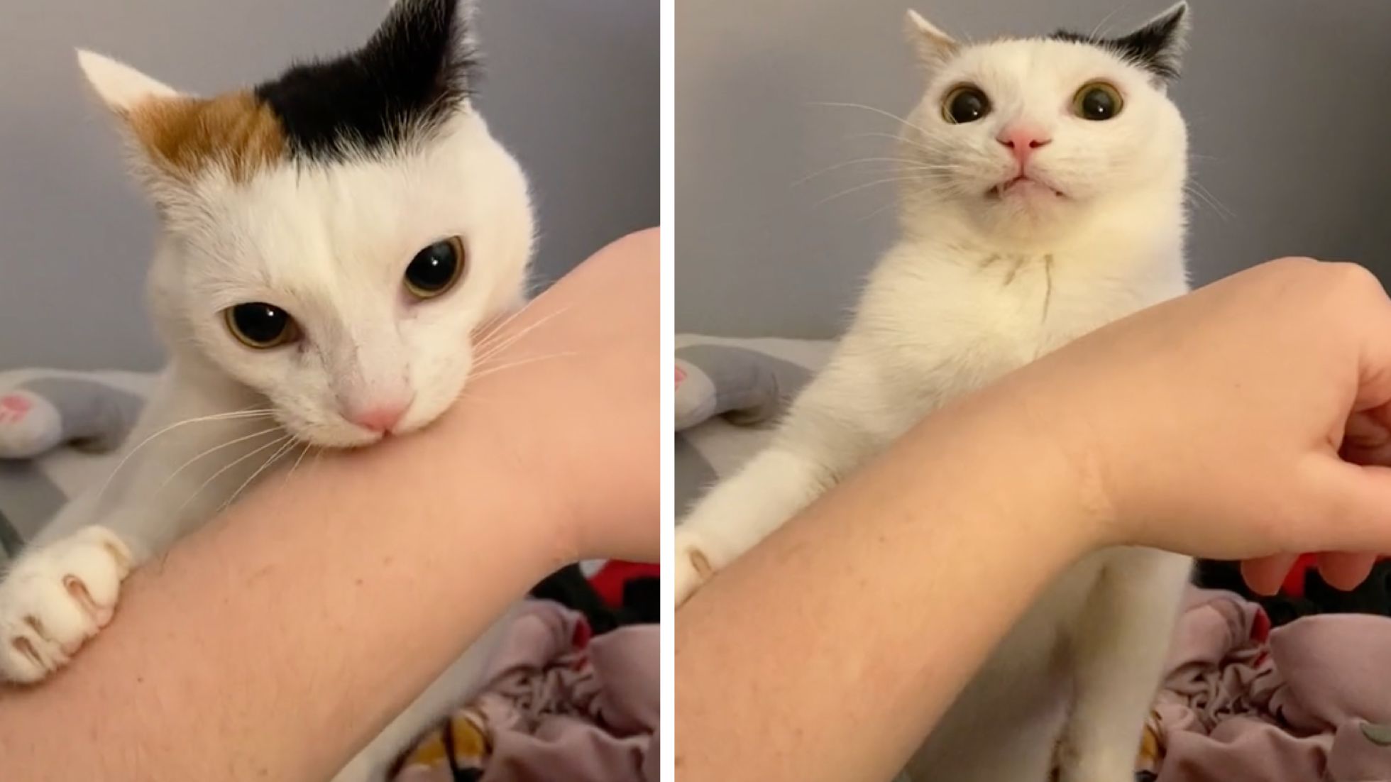 Cat Biting Owner and Feeling Regrets