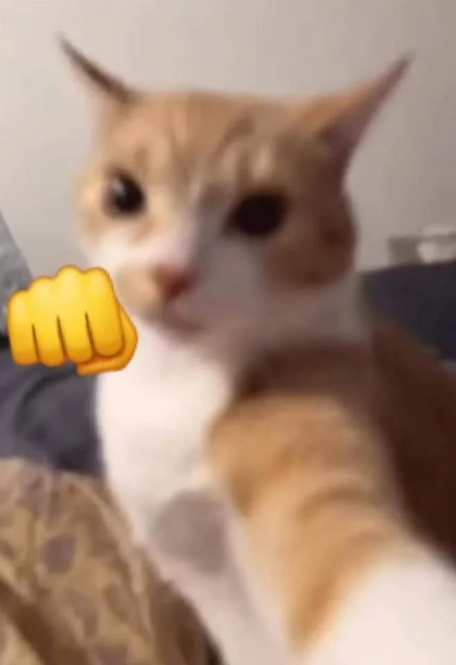 Cat defends its hooman