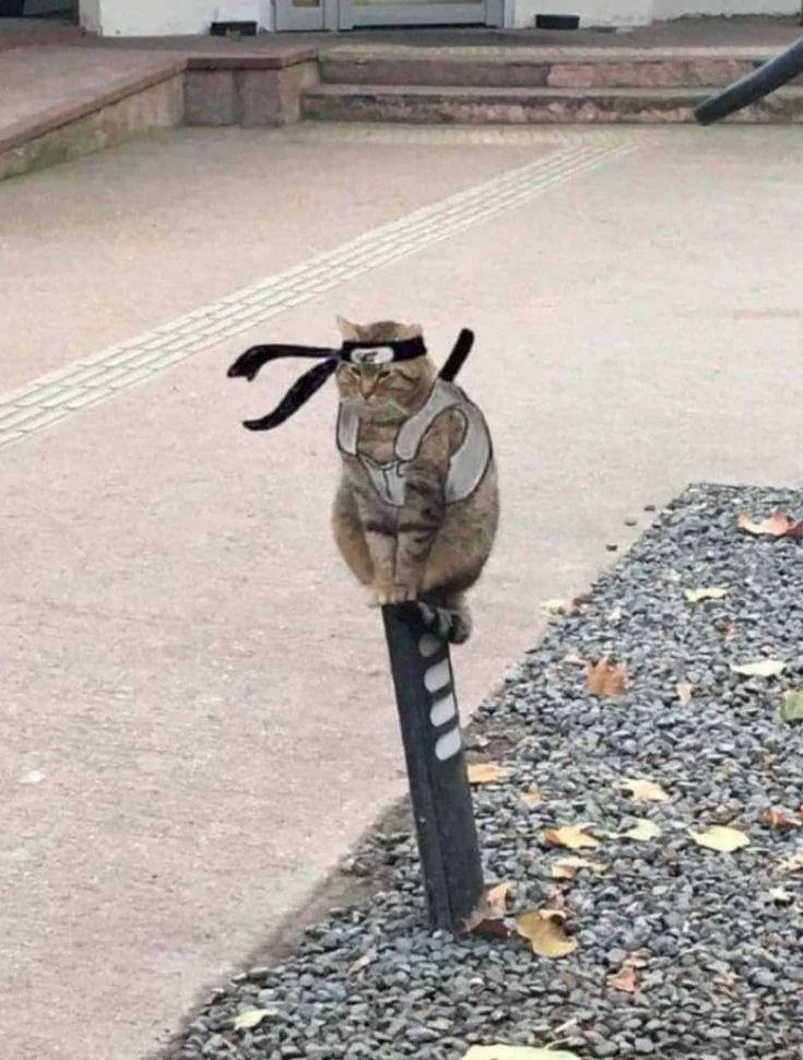Ninja Cat