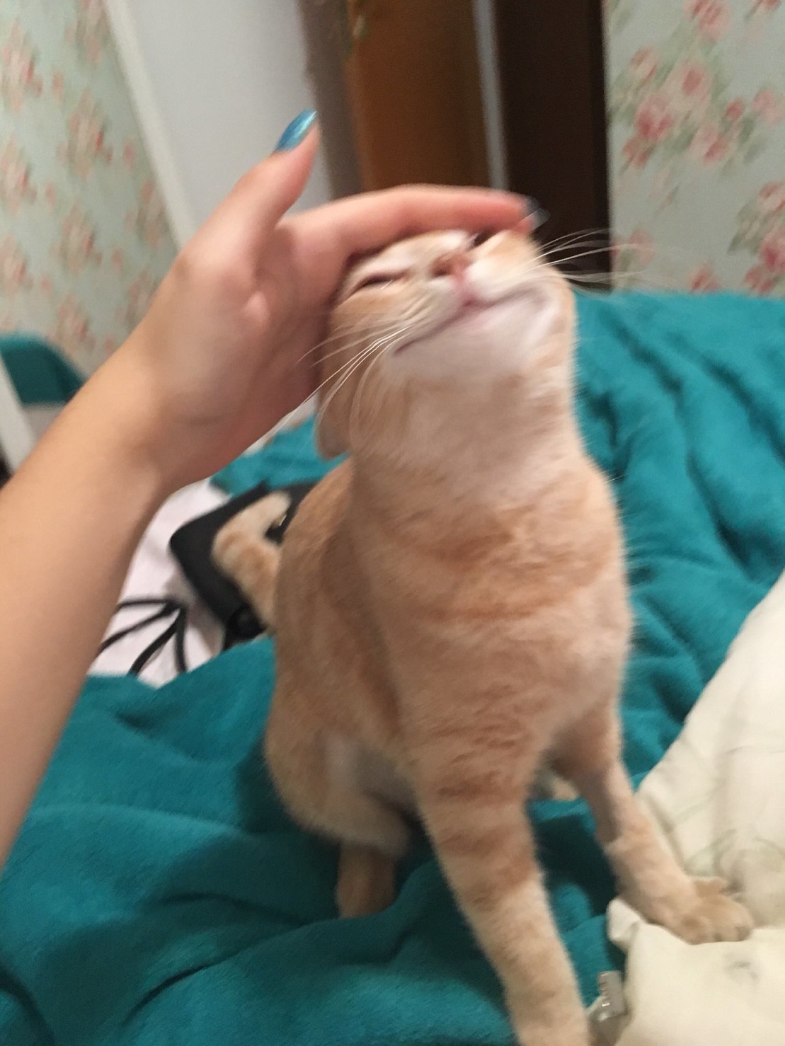 Pet the Damn Cat