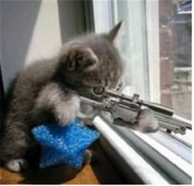 Cats with guns