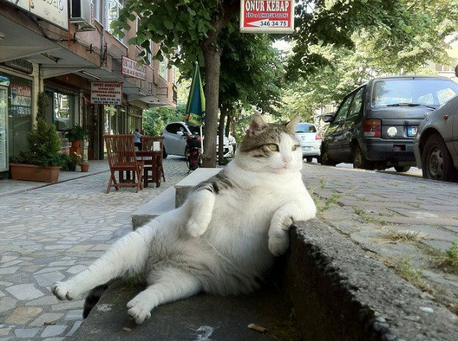 Chill Cat