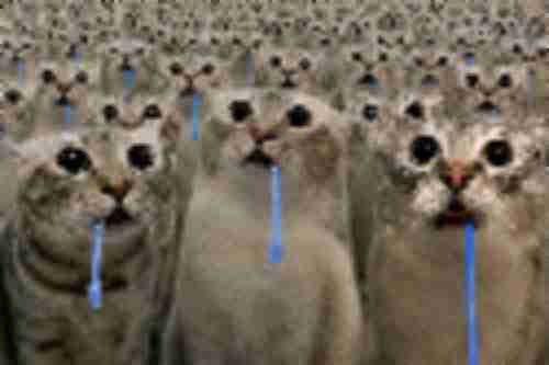 Crowd of drooling cats