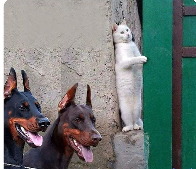 Hidden Cat