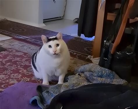 Huh ? Cat