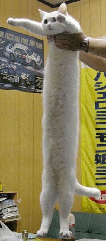 Long Cat