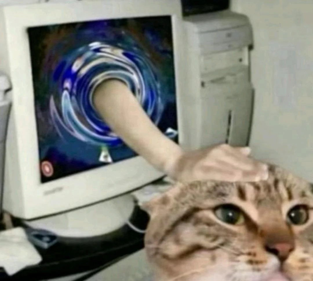 Mon chat qui attend des gratouilles