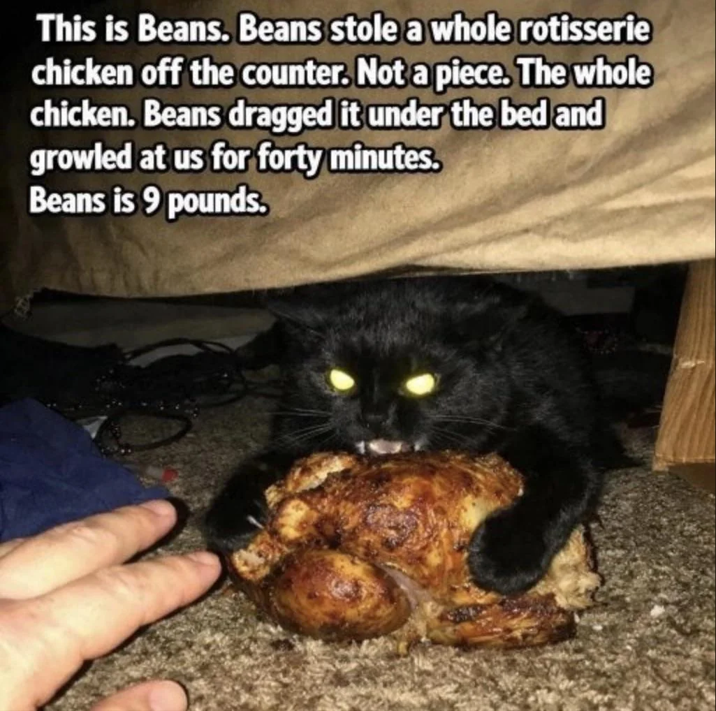 Rotisserie Chicken Cat