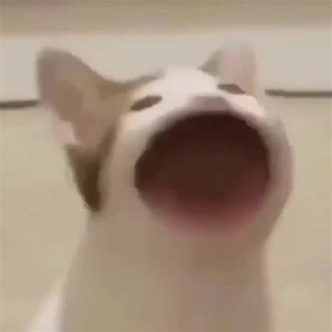 Popcat