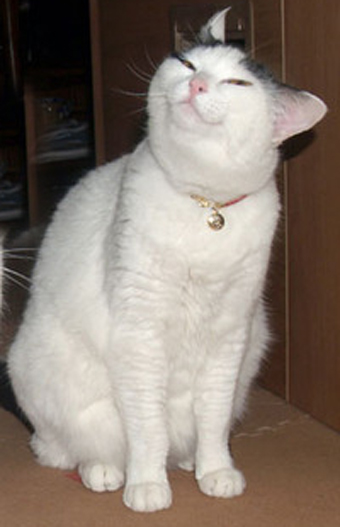 Smug Cat