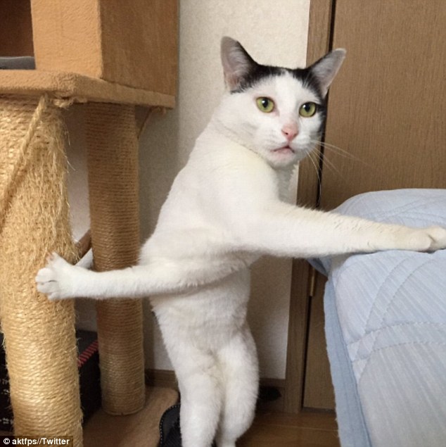 Stuck Cat