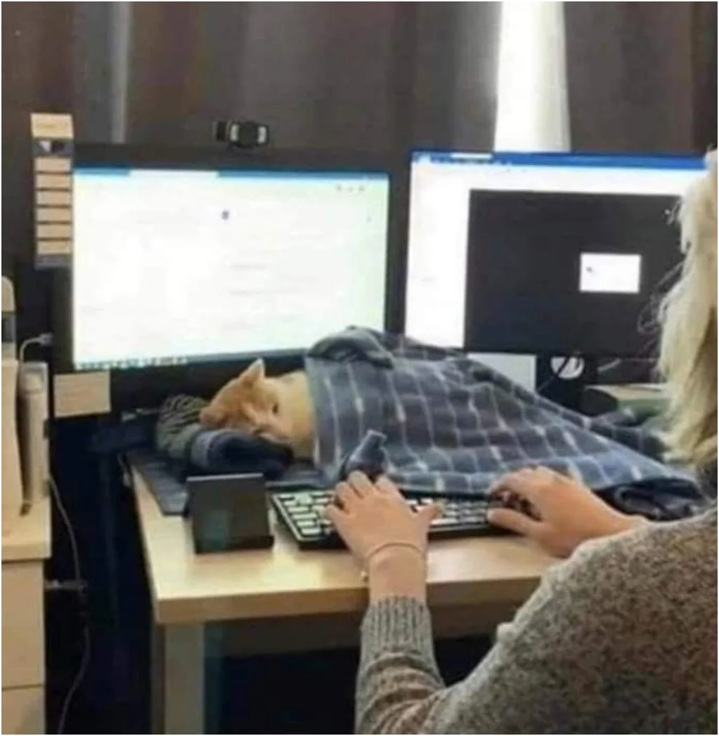 Lazy Cat at work