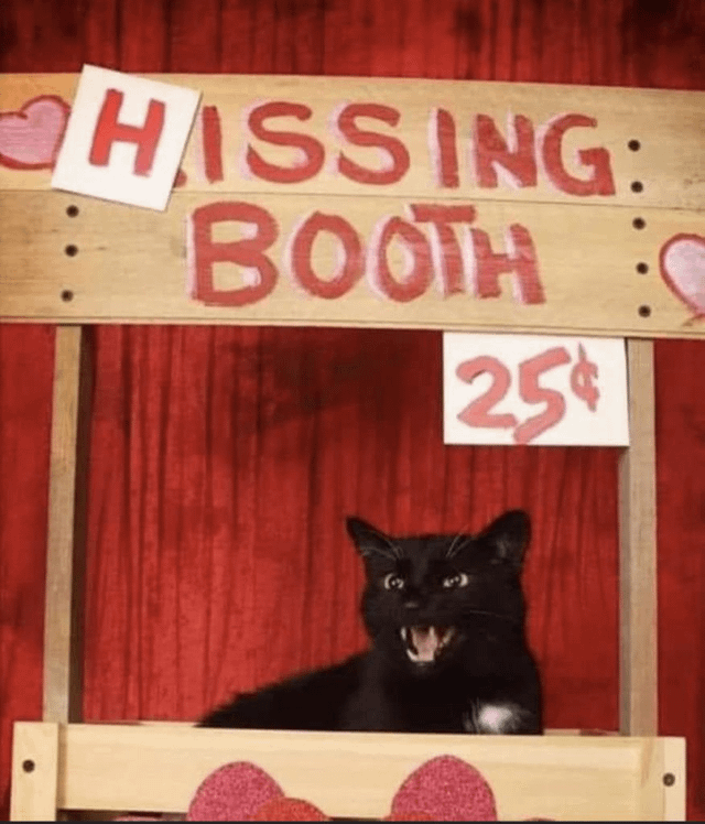 Spicy Cat